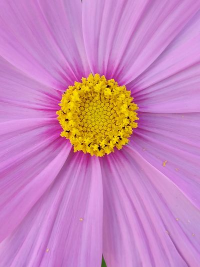 Close-up of pink flower pollen