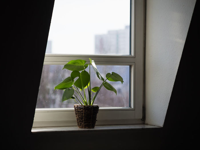 Potted plant on window sill at home