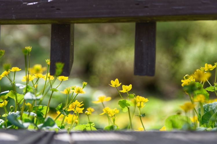 Close-up of yellow flowering plant on field