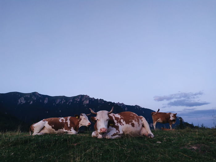 Cows on field against sky with mountains in the background