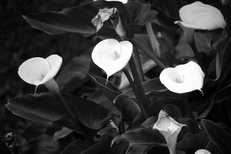 Calla lilies growing in lawn