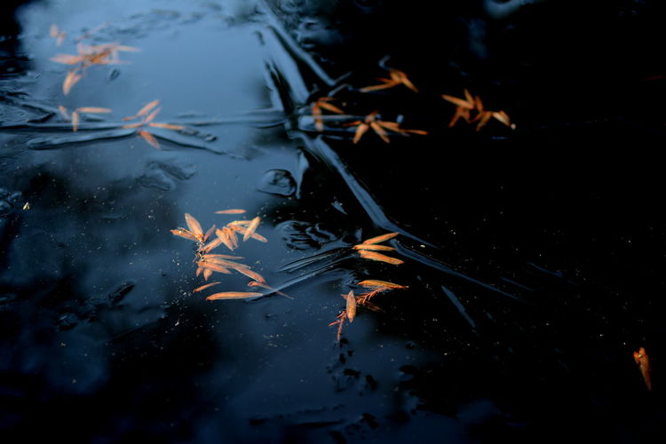 Reflection of leaves in puddle