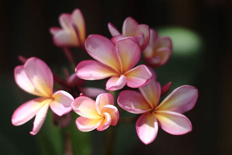Close-up of pink frangipani flowers