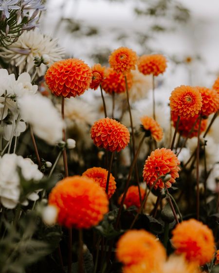 Close-up of orange flowering plants