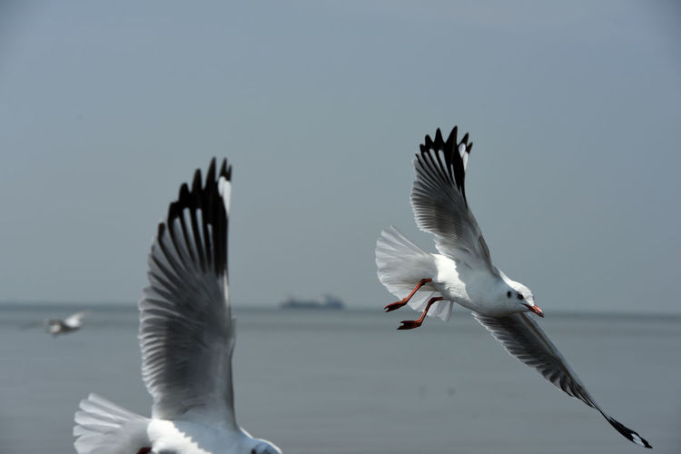 Seagulls flying over sea against sky