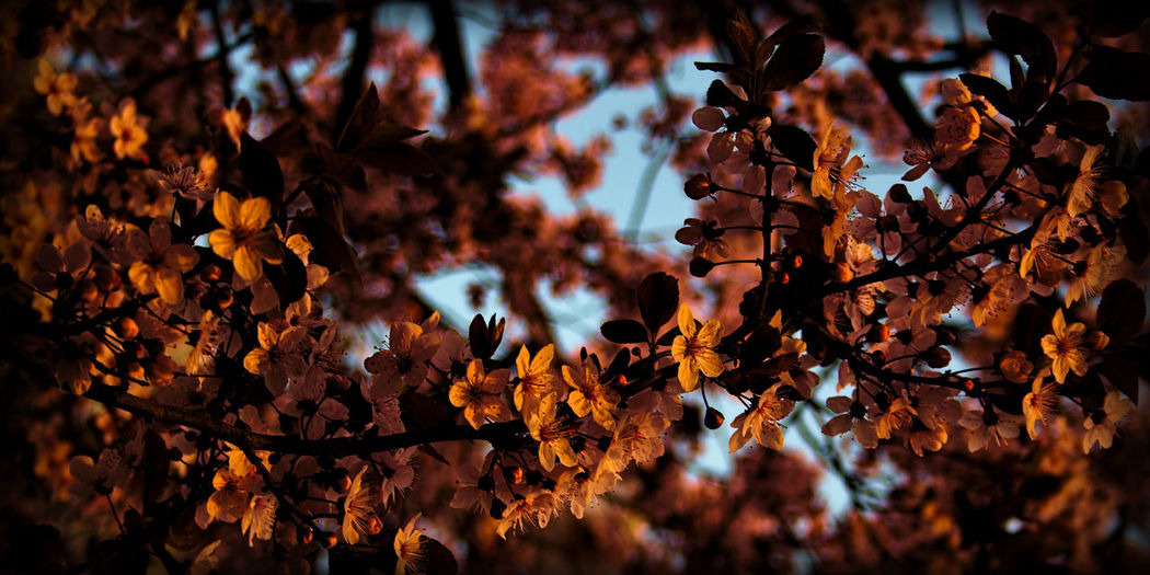 Close-up of dry maple leaves on tree