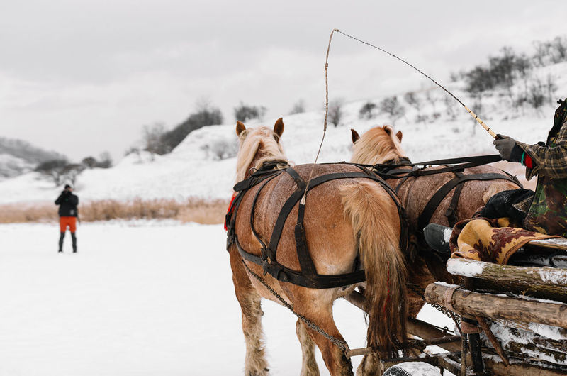 View of people riding horse carriage on snow covered field