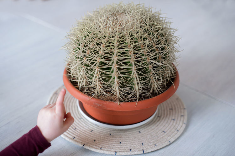 Cropped hand touching cactus on table