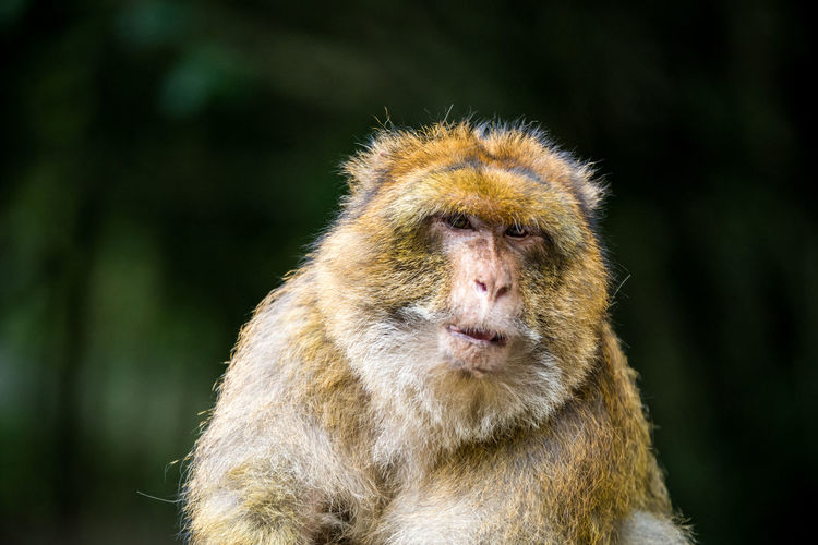Portrait of monkey at affenberg salem