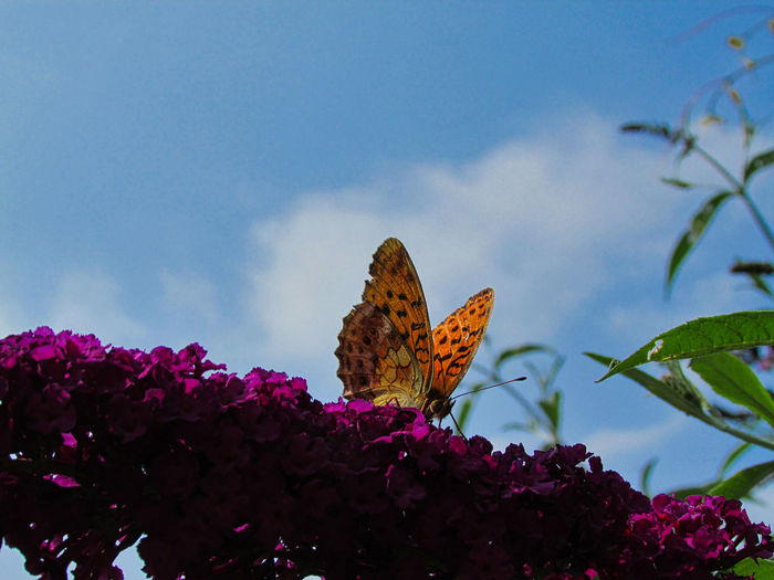Close-up of butterfly on pink flowering plant against sky