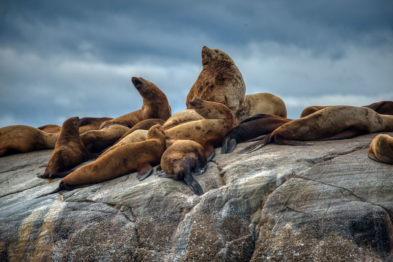 Sea lions, johnstone strait, canada
