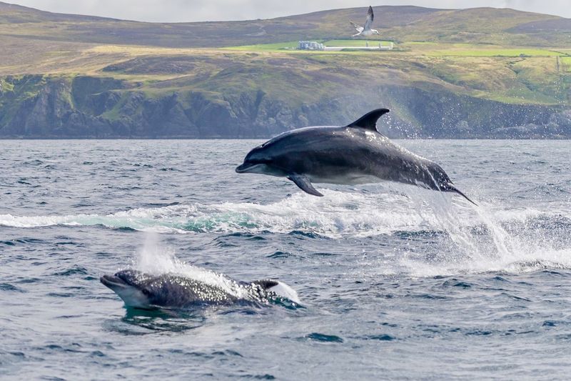 Wild olphins jumping in sea ireland
