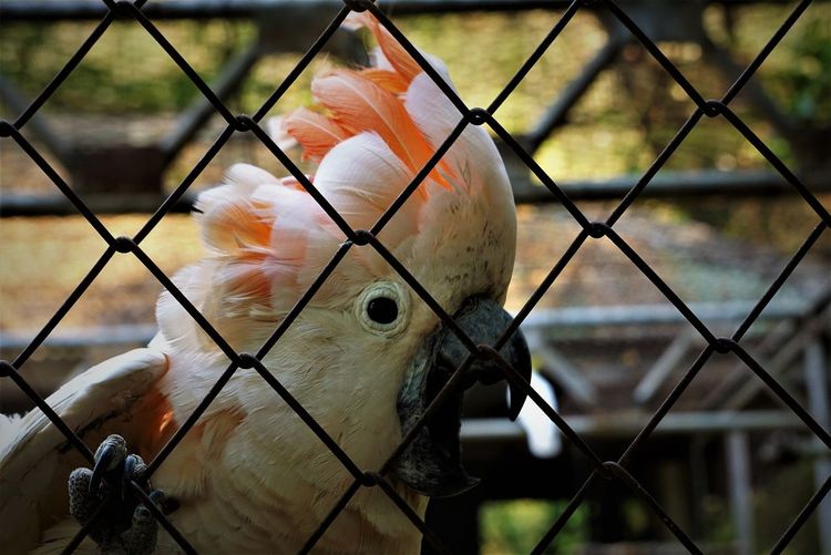 Close-up of bird in cage at zoo