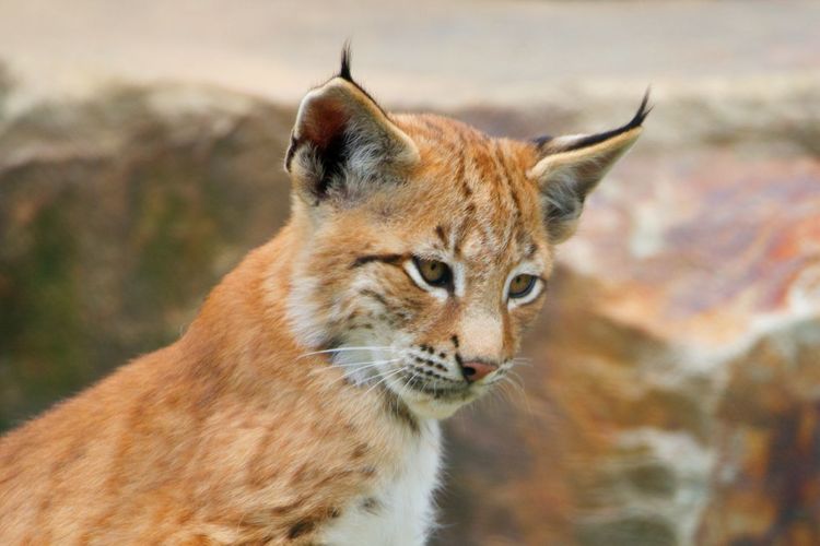 Close-up of a lynx looking away