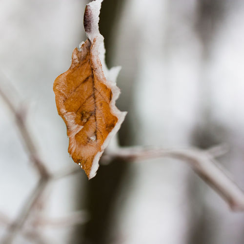 Close-up of dried leaf on snow