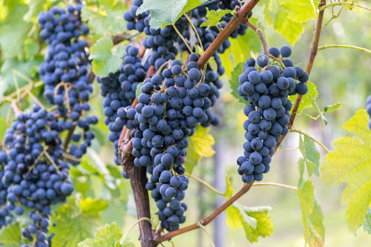 Close-up of grapes in vineyard