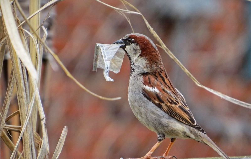 Sparrow gathering items for nest