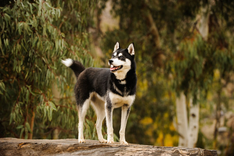 Portrait of siberian husky