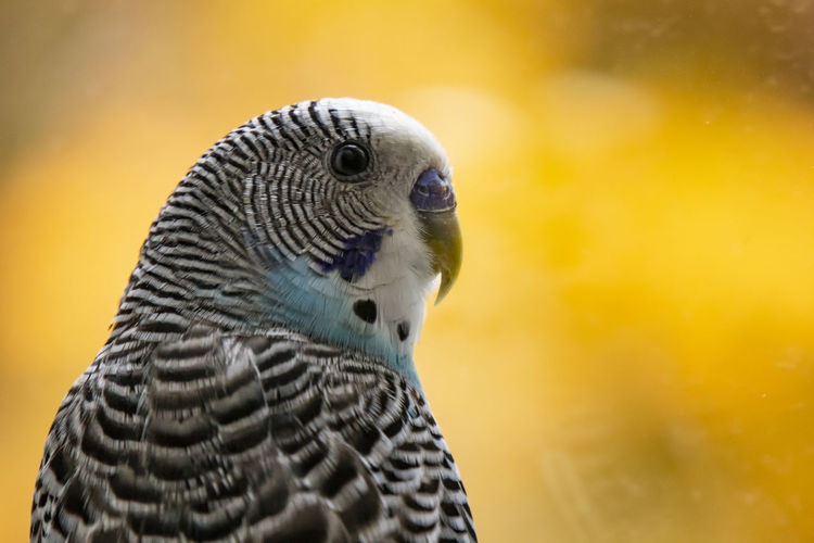 Close up as a pet bird