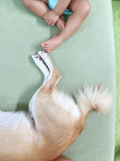 High angle view of hands holding dog