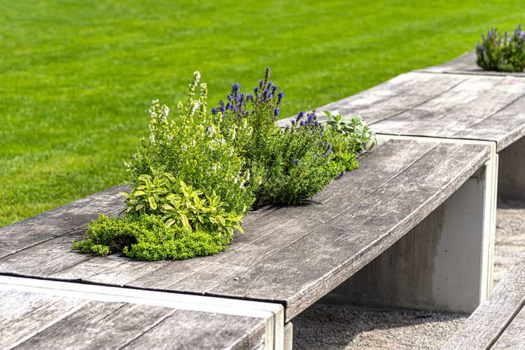 Plants and bench in lawn