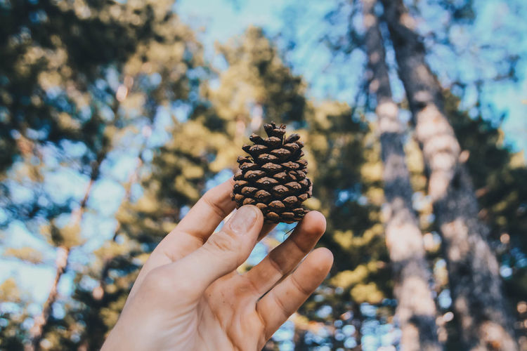 Cropped hand of person holding pine cone against trees