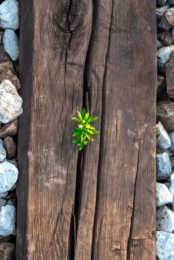 High angle view of plant growing on wooden plank