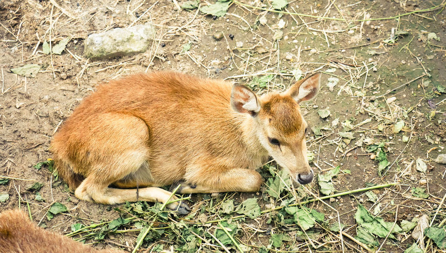 High angle view of deer on field