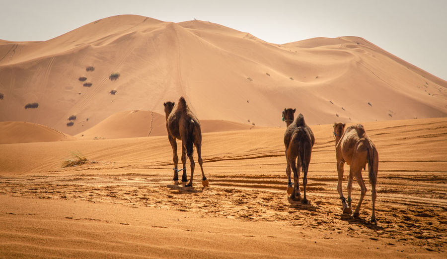 Group of people walking in desert
