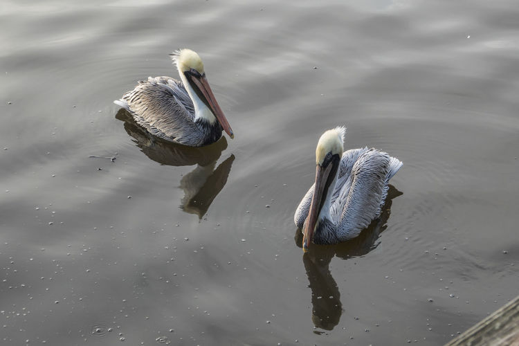 High angle view of pelicans floating in water
