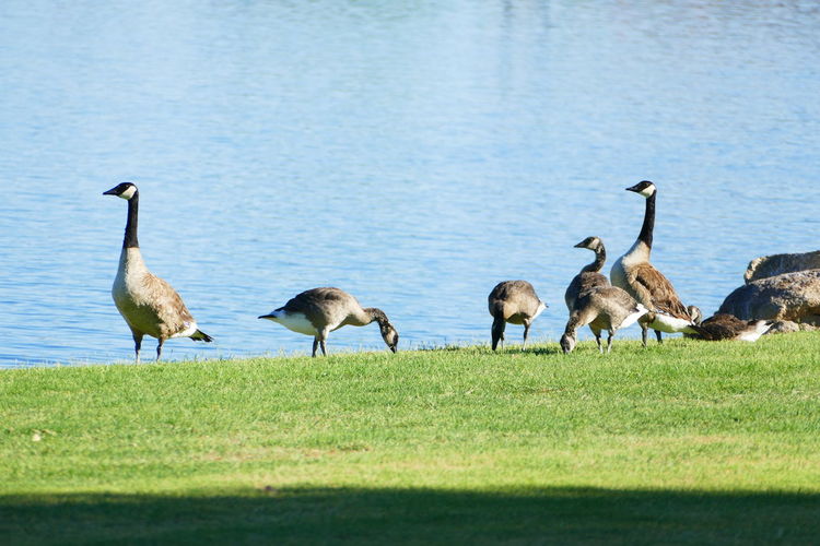 Ducklings on lake