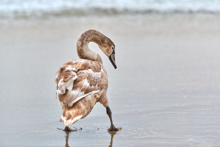 Young brown colored white swan walking by blue waters of baltic sea. swan chick. cygnus olor