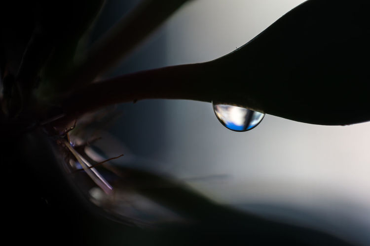 Closeup of a drop of water on a crassula