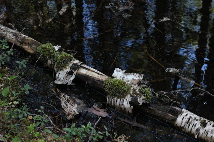 nature
