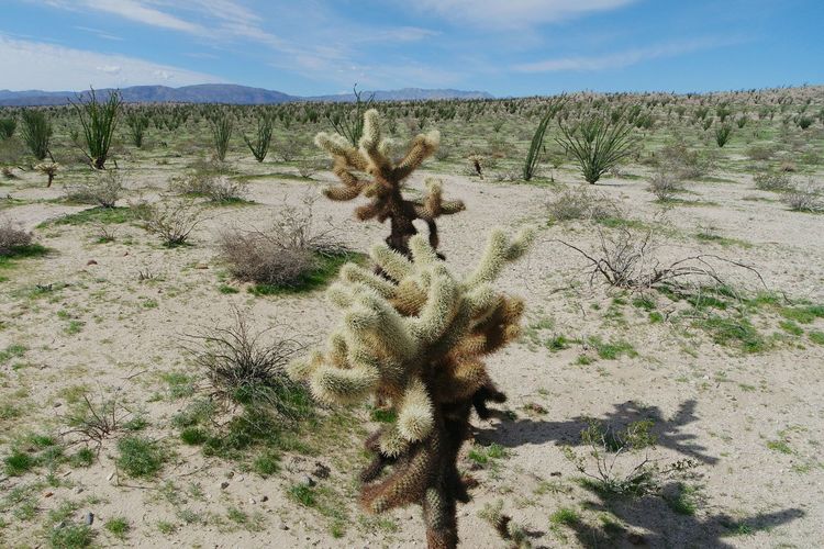 View of cactus in desert