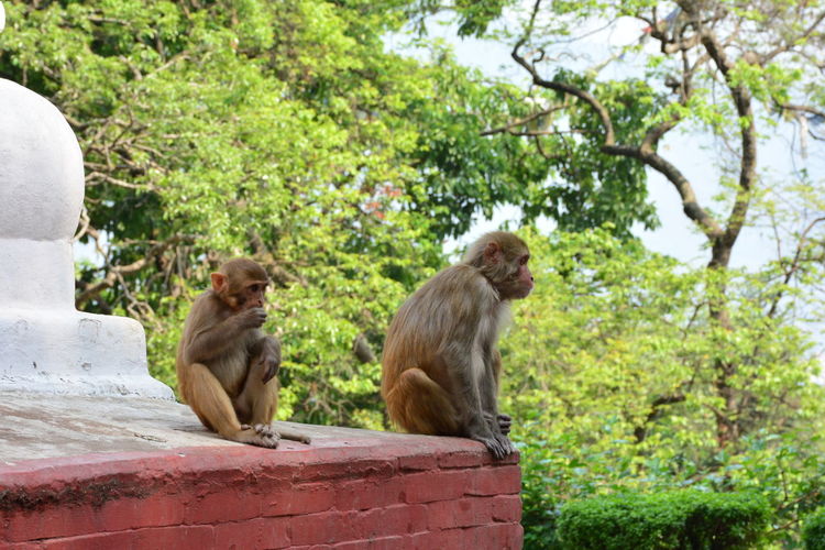 Monkeys sitting against trees