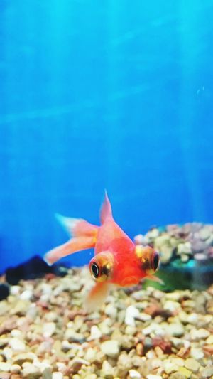 Close-up of fish underwater