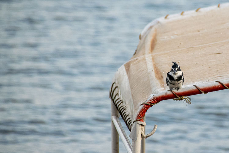 Pied kingfisher, ceryle rudis, perched on a mooring boat roof, lake victoria, uganda