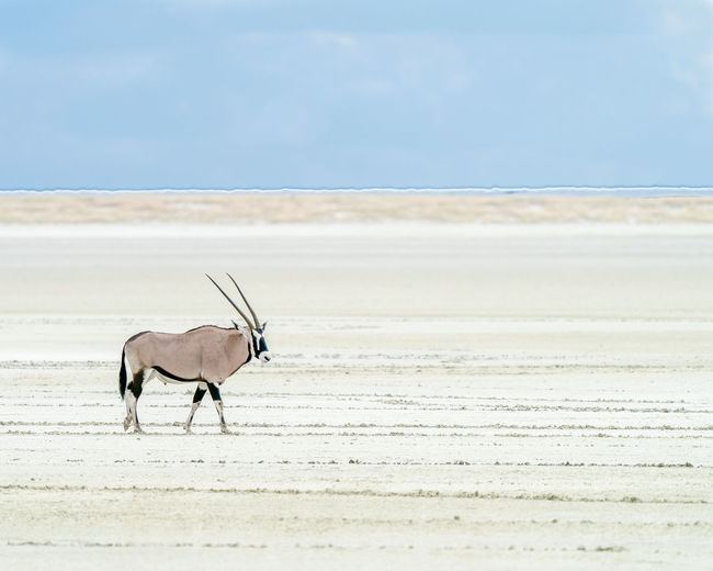 Lone oryx walking in a salt pan