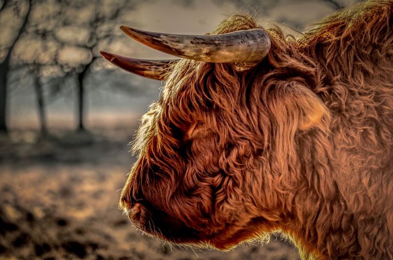 Highland cattle head