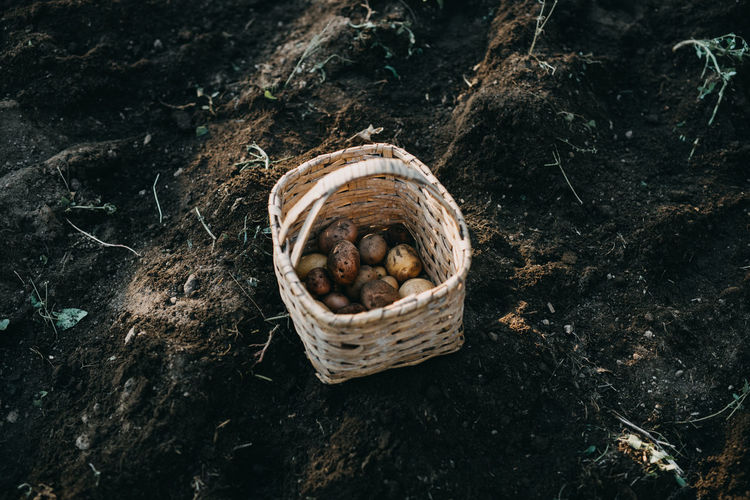 Basket with fresh potatoes