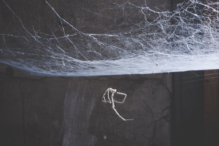 Close-up of spider web