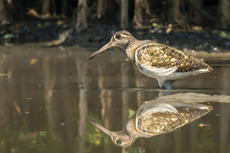 Image of greater painted-snipe bird looking for food in the swamp on nature background. bird.