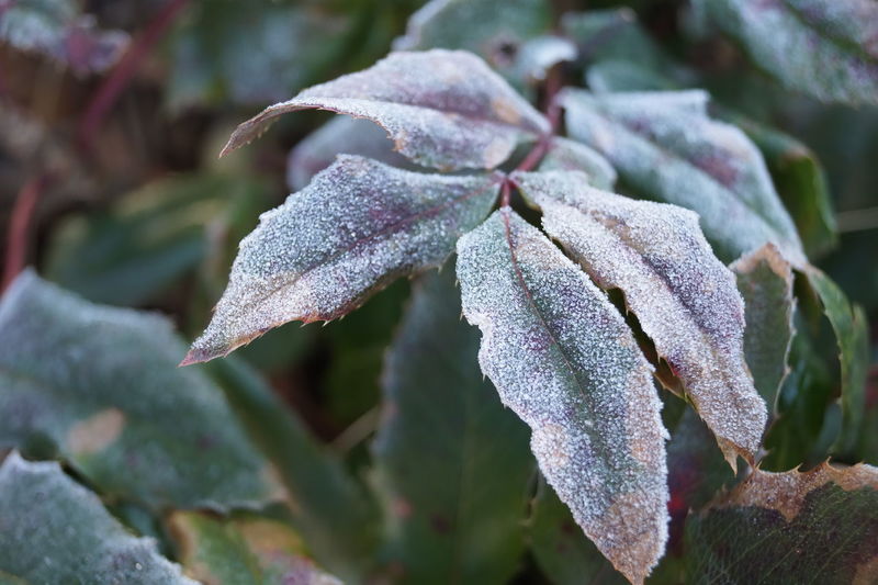 Close-up of frozen plant leaves during winter