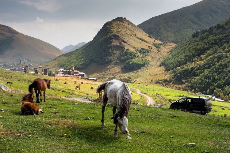 Horses grazing on field against sky