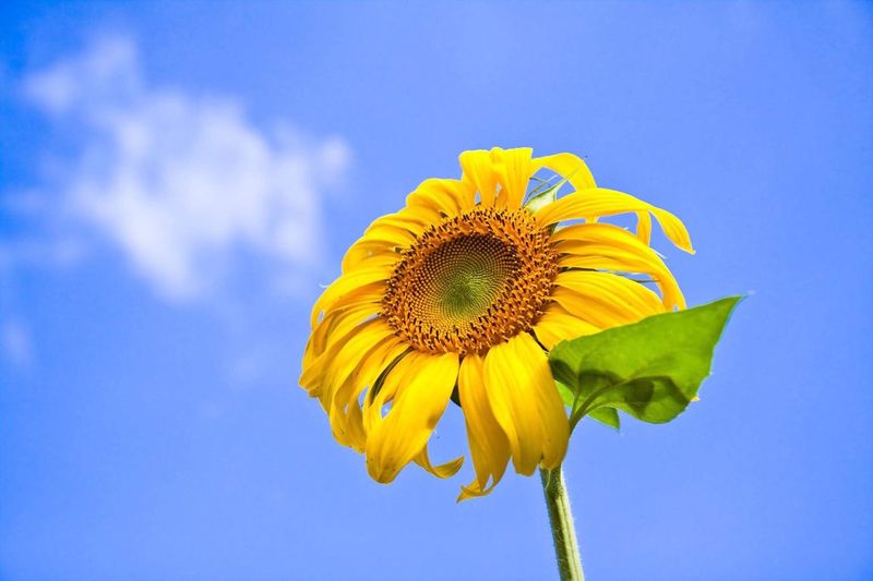 Low angle view of sunflower blooming against blue sky