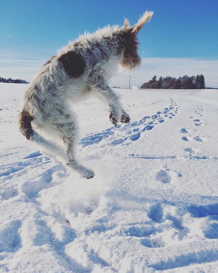 Dog jumping in snow