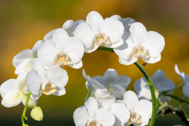 Close up of white orchids in bloom