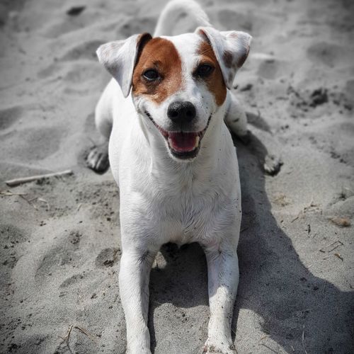 High angle portrait of dog on beach