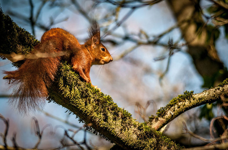 Low angle view of squirrel on tree